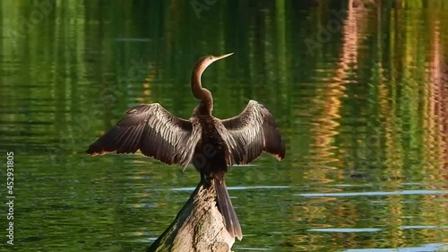 Anhinga drying its wings over the water