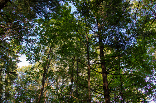 green trees in the forest with blue sky and sun