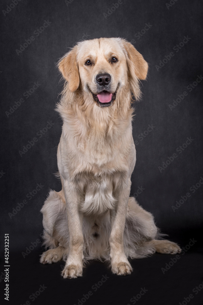 Young dog - puppy Golden Retriever - funny photo Young dog - puppy Golden Retriever - funny photo