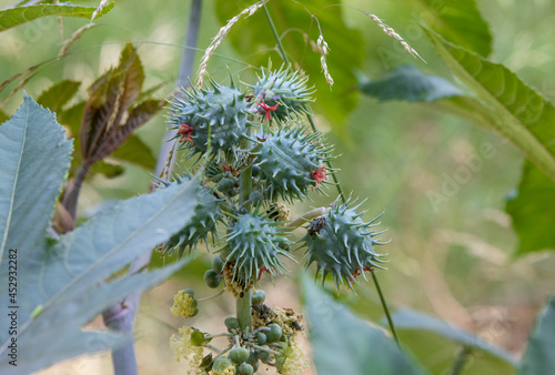 close-up of Ricinus communis, a plant of the Euphorbiaceae family native to Africa, from which castor oil is extracted.