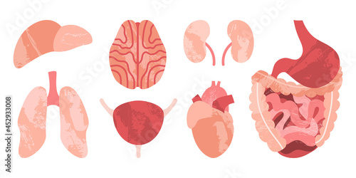 Internal human organs. Brain, lungs, liver, heart, stomach, intestines, kidneys, bladder. Vector flat illustration. Perfect for flyer, medical brochure, banner, landing page, website
