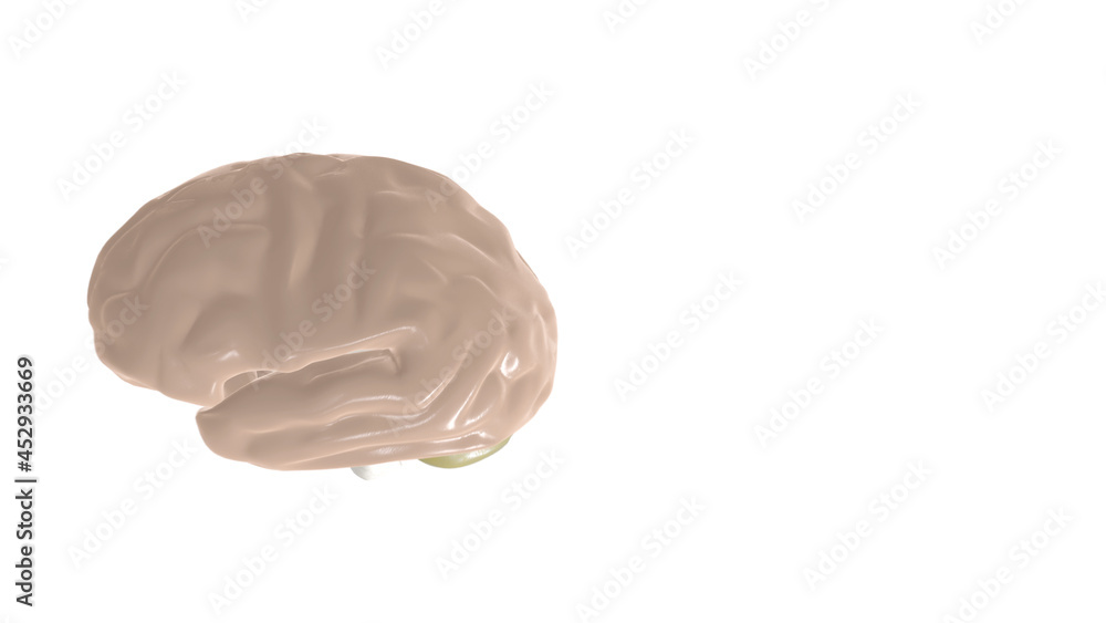 3d illustration of digital human brain on white background. 3d illustration of digital human brain on white background.