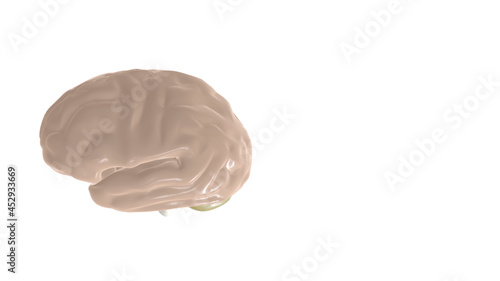 3d illustration of digital human brain on white background.