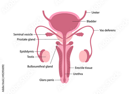 Colorful male human reproductive system with description of organs