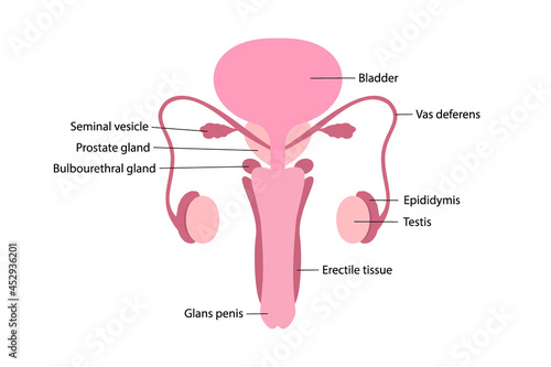 Vector illustration of male human reproductive system with names of organs on white background