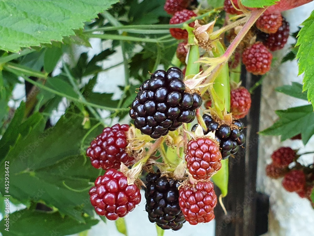 Brombeeren Brombeeren