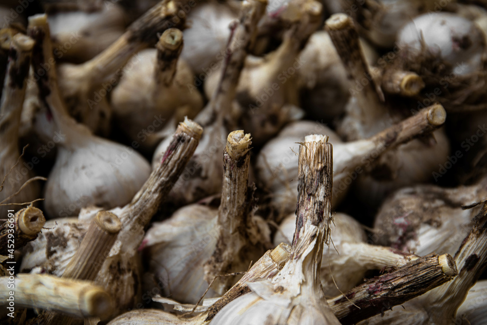 White garlic pile texture. Fresh garlic on the market table close-up photo. Vitamin healthy food image spices. Spicy culinary ingredient picture. A bunch of white garlic heads White garlic pile texture. Fresh garlic on the market table close-up photo. Vitamin healthy food image spices. Spicy culinary ingredient picture. A bunch of white garlic heads