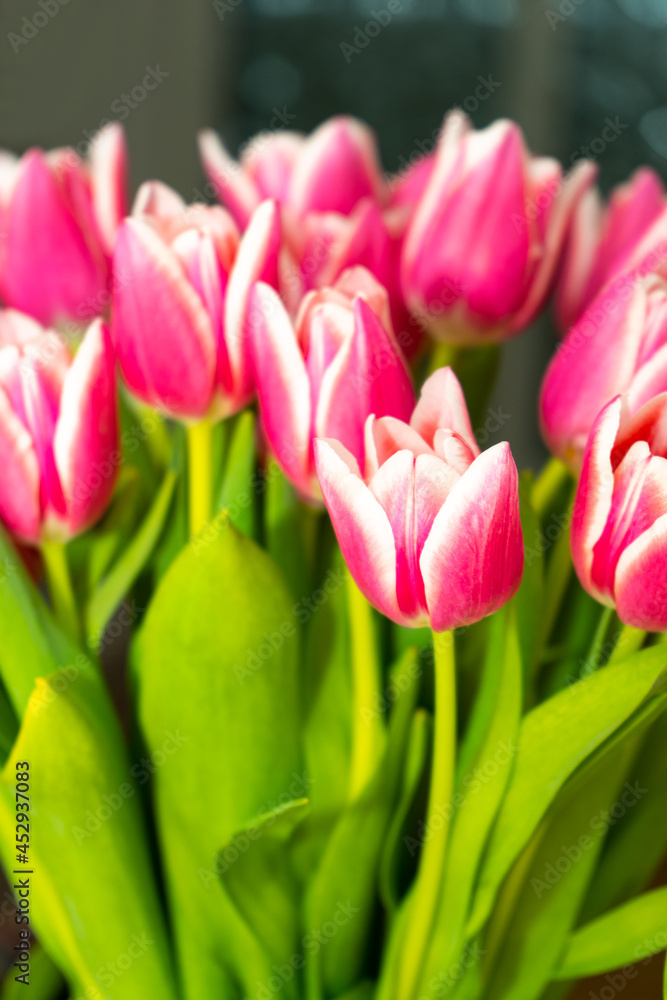 Naklejka premium pink and white tulips
