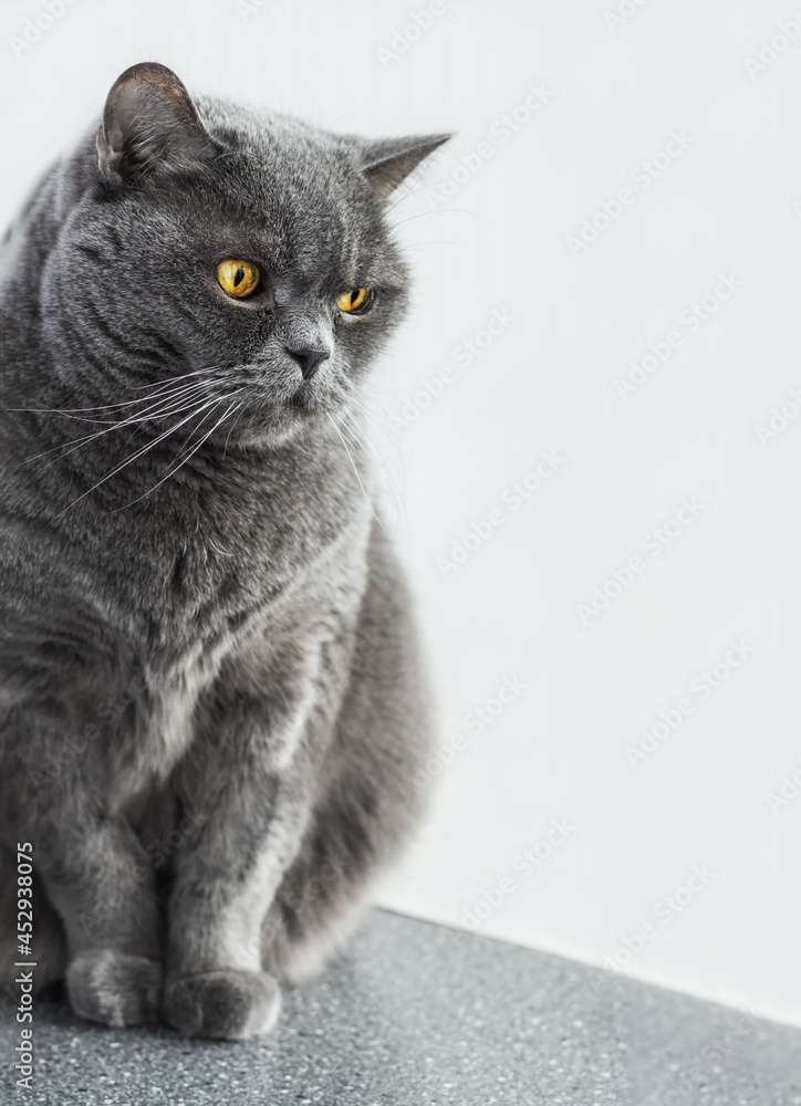 A beautiful gray cat of the British breed with yellow eyes on a light background. Close-up portrait.