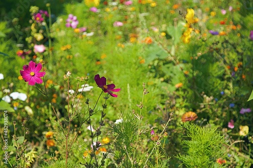 Kolorowe piękne dzikie kwiaty w słoneczny letni dzień