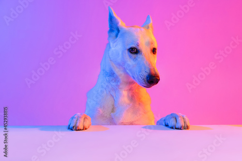 Portrait of purebred dog, White Shepherd isolated over studio background in neon gradient pink light filter. Concept of beauty, action, pets love, animal life.