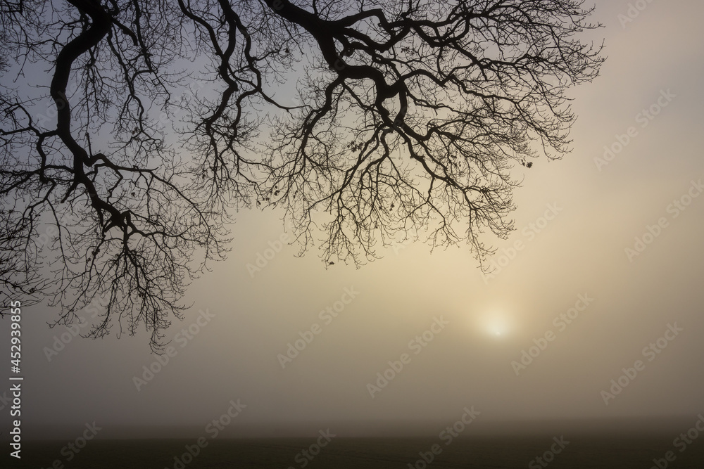 Obraz premium Mystical tree with bare branches in the fog as woodland burial concept.