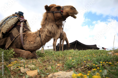 Nomadic tent and camels in Konya, Turkey. Yörük, lifestyles livestock photo