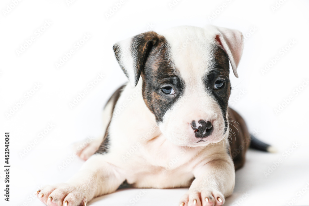 American Staffordshire Terrier Is Lying On Isolated On White Background.