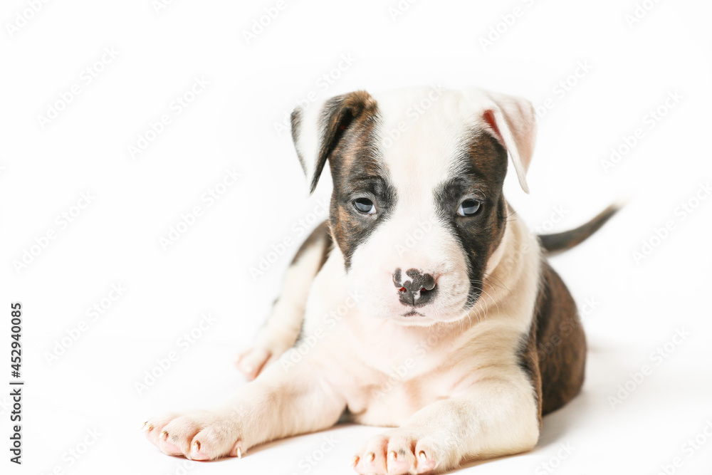 American Staffordshire Terrier Lying On Isolated On White Background.