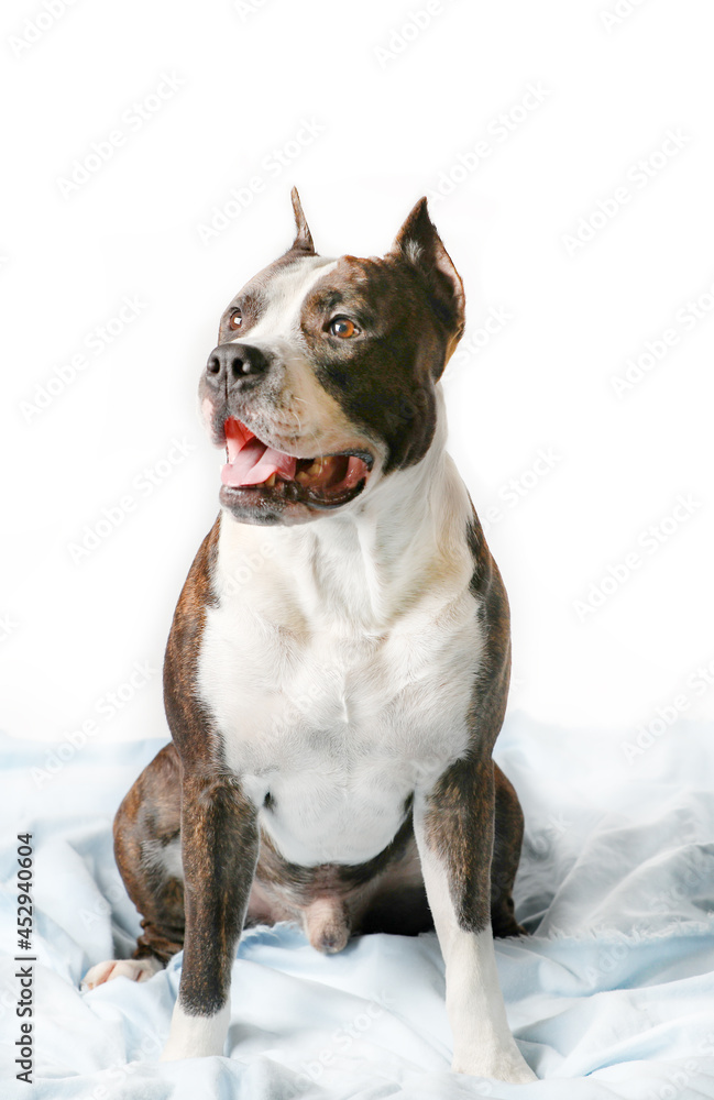 American Staffordshire Terrier  Amstaff Adult Isolated On White Background.