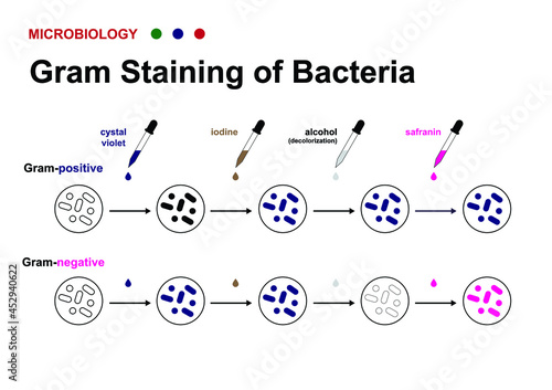 microbiology diagram show gram staining technique for identify gram positive and negative bacteria  photo