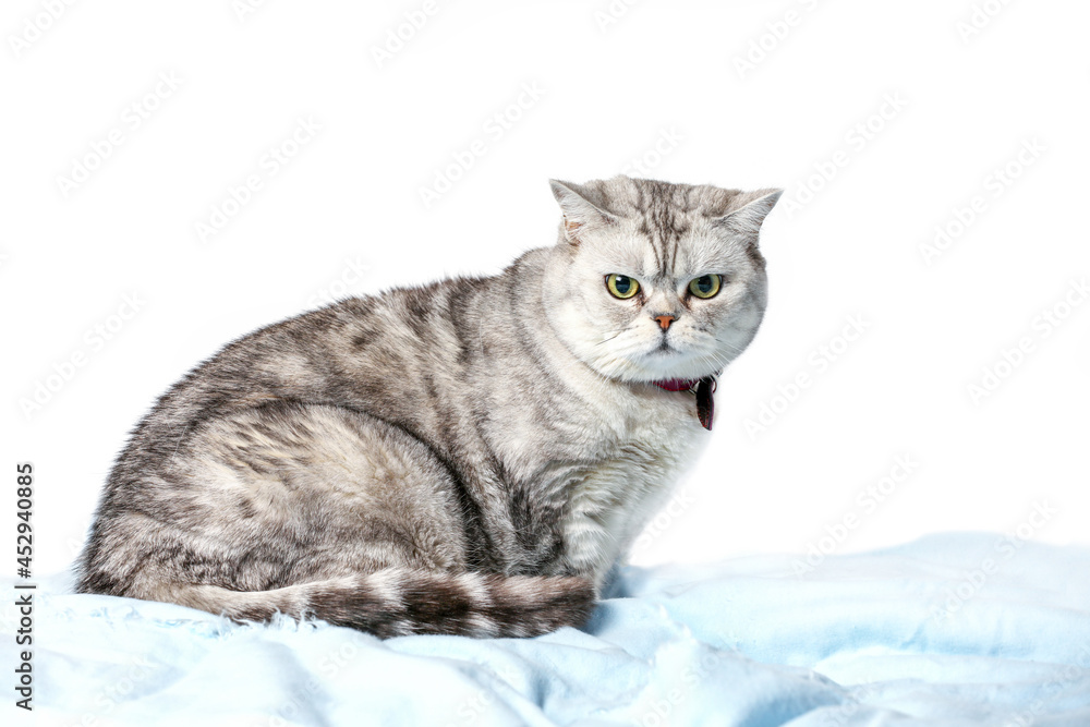 British Tabby Cat Sitting Isolated On White Background.