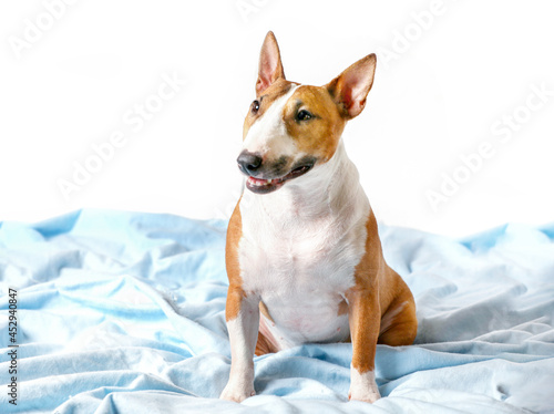 Fototapeta Naklejka Na Ścianę i Meble -  Mini Bull Terrier Is Sitting On Blue Cover Isolated On White Background. 