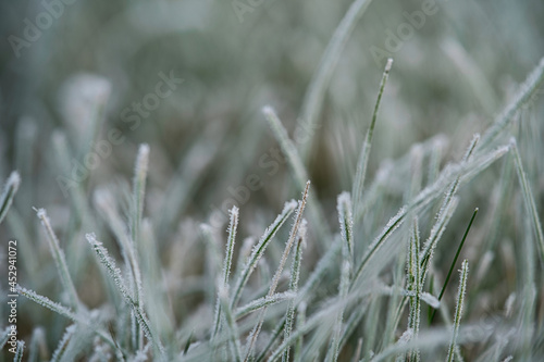 霜が降りた冬の植物 © HiroSund