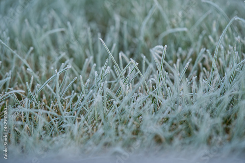霜が降りた冬の植物 © HiroSund