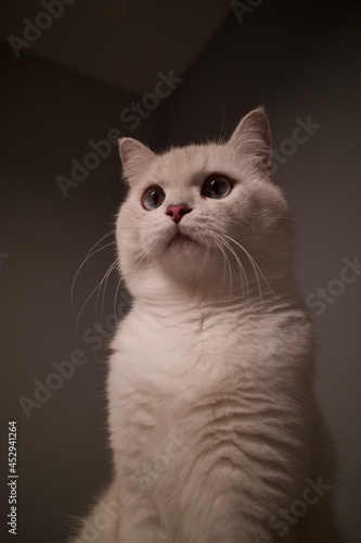 portrait of a cat © EnzoKin