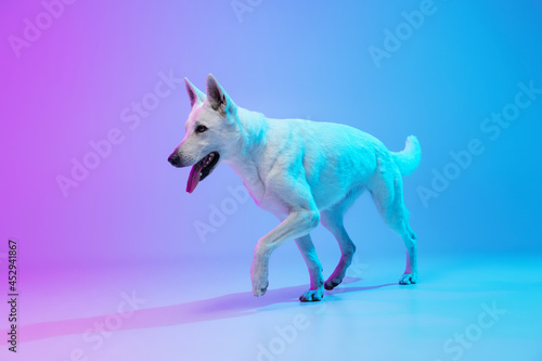 Funny big dog, White Shepherd isolated over studio background in neon gradient blue purple light filter. Concept of beauty, action, pets love, animal life.