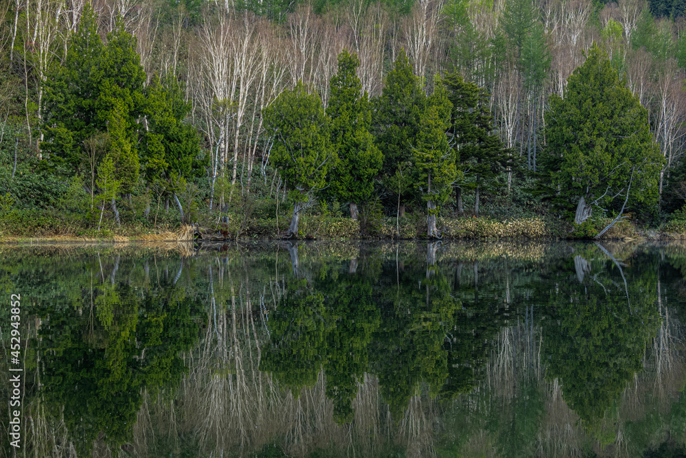 芽吹く前のダケカンバと針葉樹が水面に写り込んでシンメトリックな景色を作っている