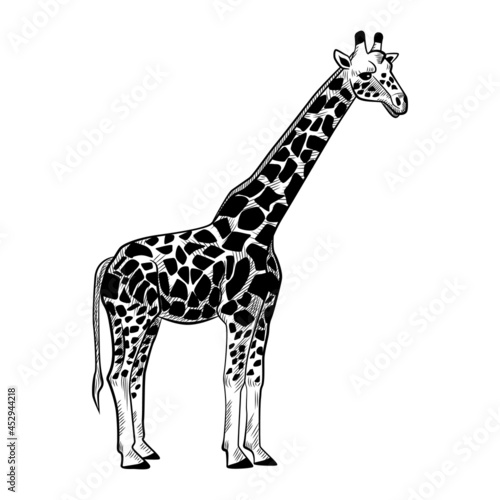 Giraffe isolated on white background. Sketch graphic animal long neck savanna in engraving style.