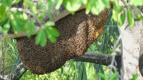 Bee nest hanging on big branch of tree