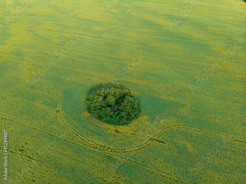 Aerial view of cultivated r...