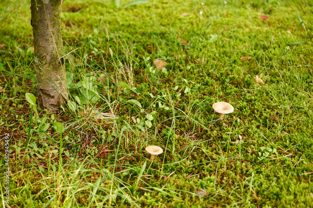 small mushrooms in the meadow under the tree small mushrooms in the meadow under the tree