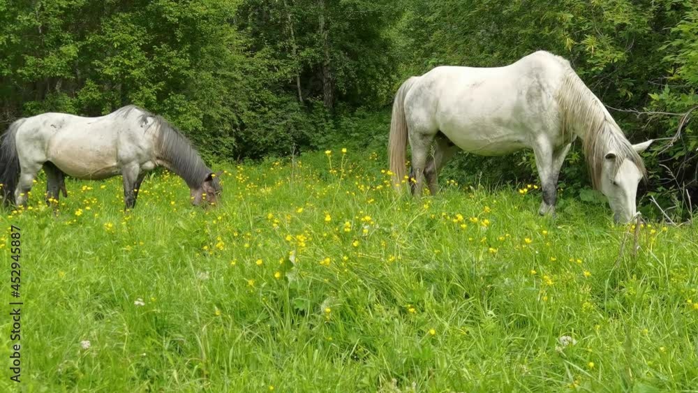 Vacation landscape. Horse outdoor in evening. Russian Altai mountains. Multa region. Holiday at home. Staycation concept. Reduce carbon footprint. Sustainable lifestyle. Holiday trail. Local travel Vacation landscape. Horse outdoor in evening. Russian Altai mountains. Multa region. Holiday at home. Staycation concept. Reduce carbon footprint. Sustainable lifestyle. Holiday trail. Local travel