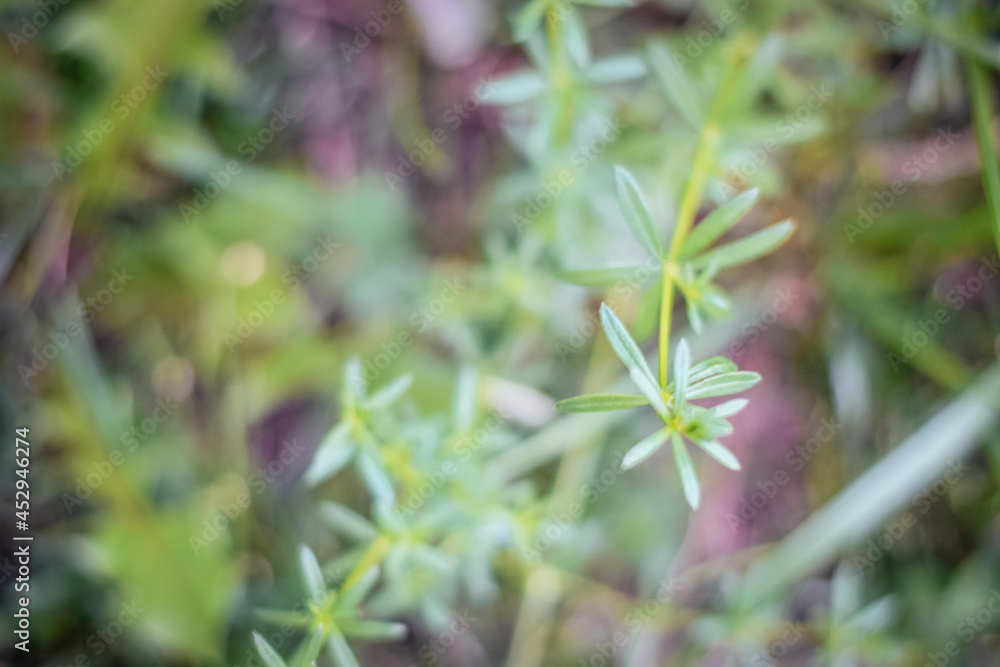 background for photo abstract bokeh green ai yellow plants background for photo abstract bokeh green ai yellow plants