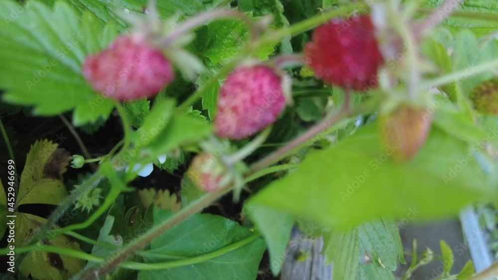 Garden strawberry (simply strawberry, Fragaria ananassa) is a widely grown hybrid species of the genus Fragaria, collectively known as the strawberries, which are cultivated worldwide for their fruit. Garden strawberry (simply strawberry, Fragaria ananassa) is a widely grown hybrid species of the genus Fragaria, collectively known as the strawberries, which are cultivated worldwide for their fruit.