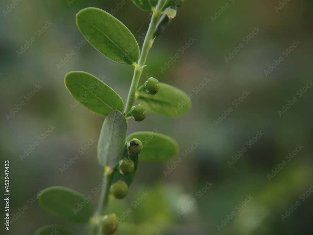 gale of the wind or stonebreaker or seed-under-leaf. gale of the wind or stonebreaker or seed-under-leaf.