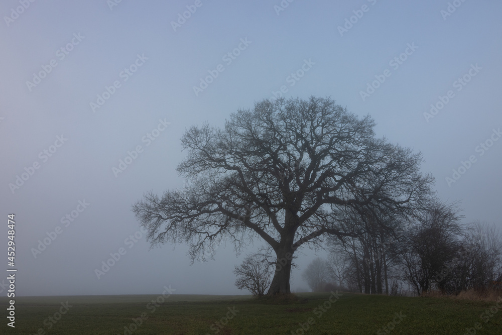 Silhouette of a tree with mystic gnarled branches in fog in winter. Silhouette of a tree with mystic gnarled branches in fog in winter.