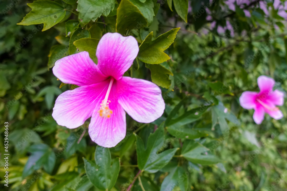 Pink flower in Okinawa,Japan Pink flower in Okinawa,Japan
