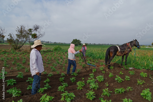 Farmers work on a field using a manual plow on horse-drawn