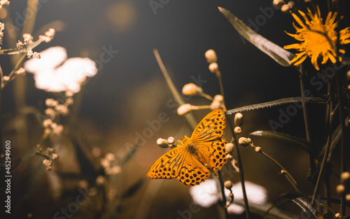 Pomarańczowy motyl wśród trawy