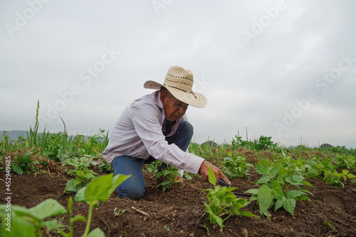 A closeup shot of a Hispanic farmer on his plantation in Mexico