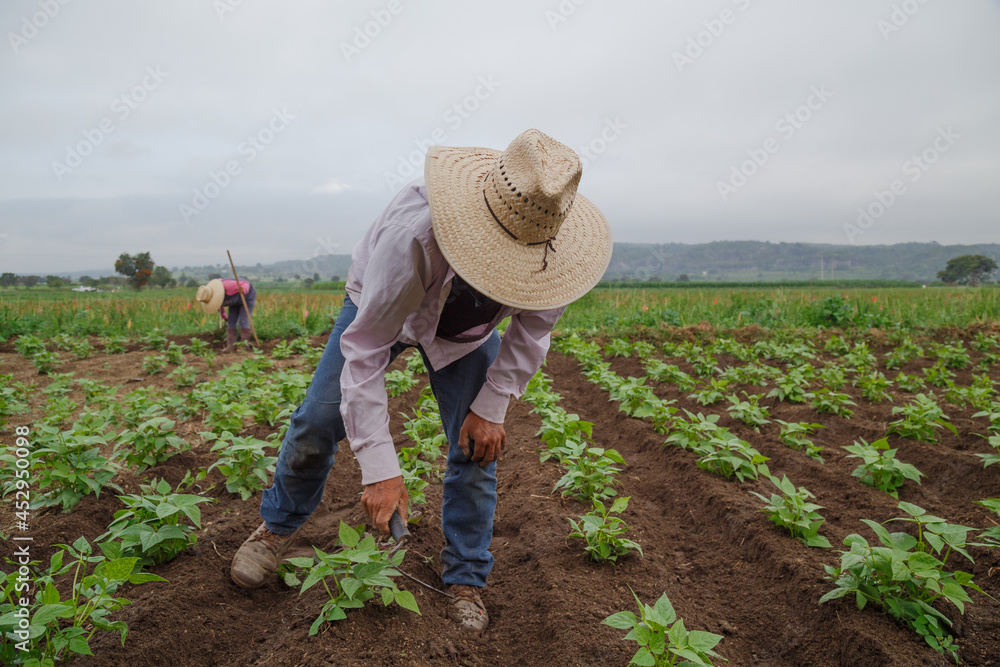 Closeup shot of a Hispanic male growing black beans in Mexico