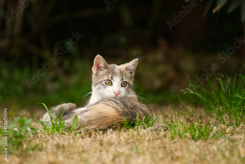 Cute cat in the garden in summer