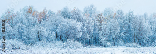 snowy area at the beginning of the forest