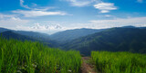 green rice fields in rainy season and blue sky