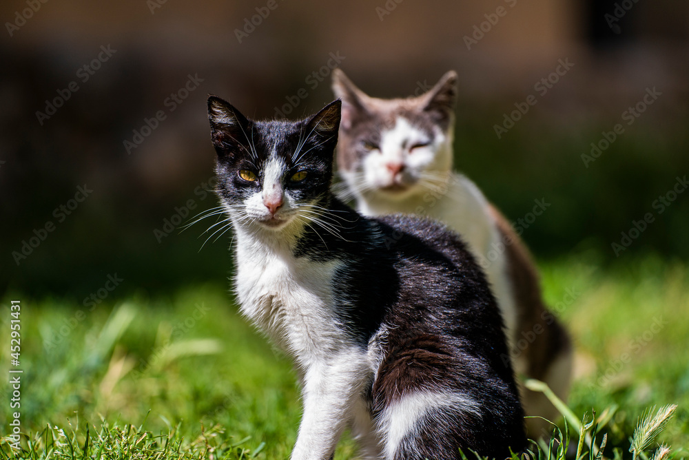 Gato Gato