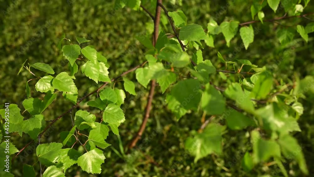 Young birch tree fresh fox in spring. Camera panorama. High quality 4k footage Young birch tree fresh fox in spring. Camera panorama. High quality 4k footage