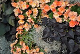 Zdjęcie przyrody przedstawiające kompozycje roślin ozdobnych z różami