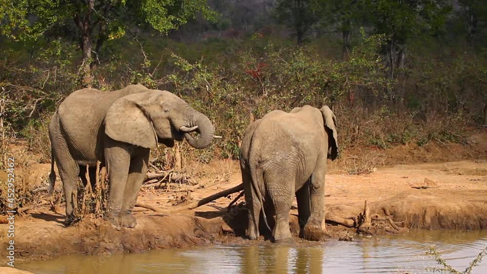 Two African bush elephant drinking in waterhole in Kruger National park, South Africa ; Specie Loxodonta africana family of Elephantidae Two African bush elephant drinking in waterhole in Kruger National park, South Africa ; Specie Loxodonta africana family of Elephantidae