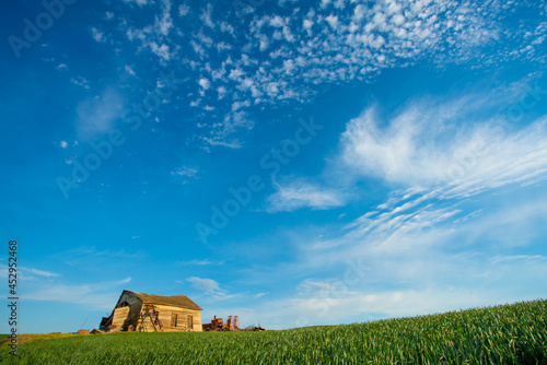 Dilapidated wood barn seen from the rural wheat fields